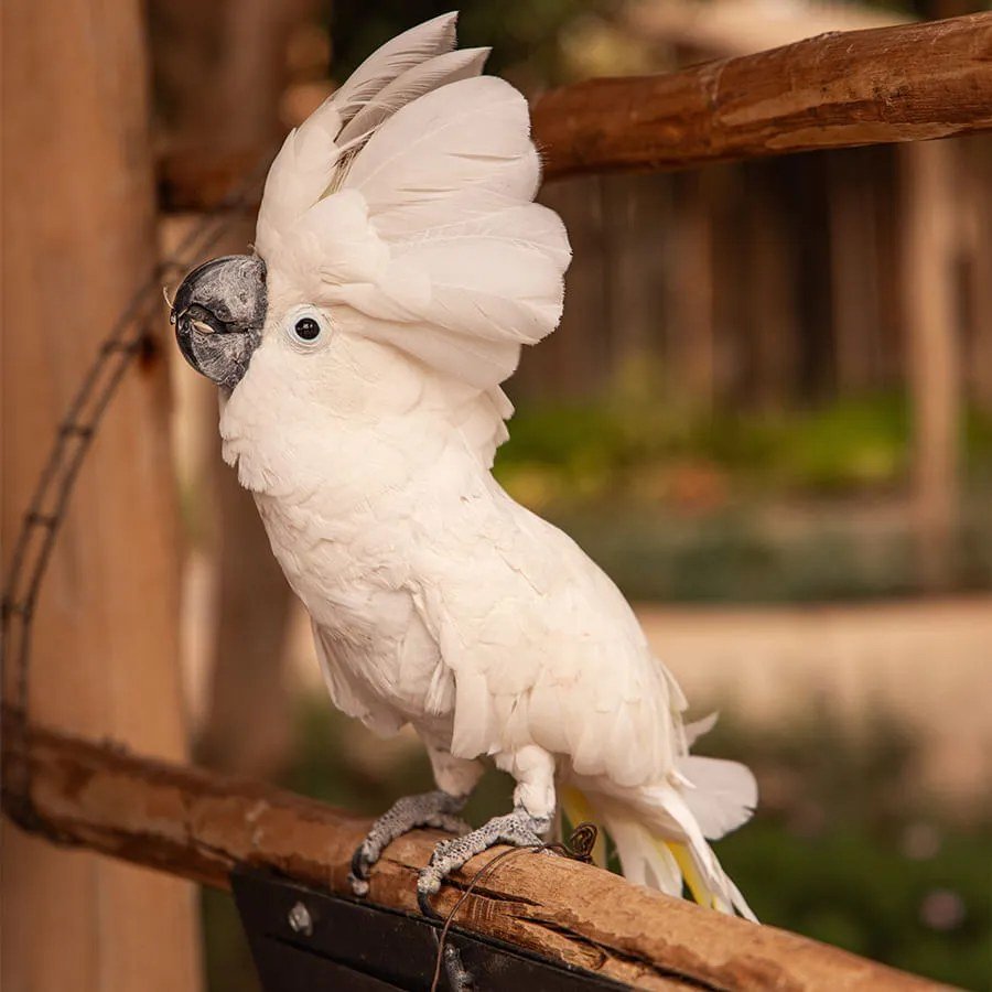Jardins et animaux de Villate Limoune depuis Agadir — vue 1 du parcours proposé