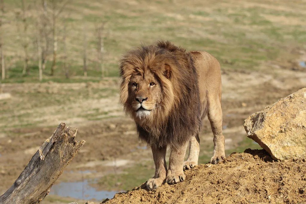 Parc des lions près d’Agadir : visite en véhicule — vue 1 du parcours proposé