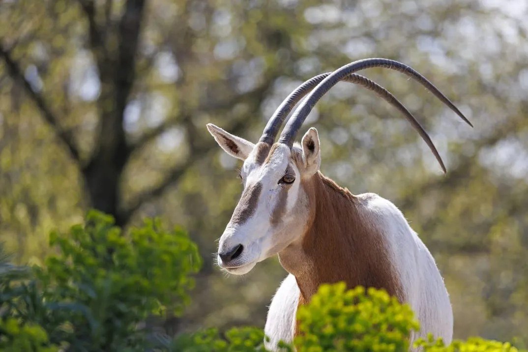 Parc national du Souss-Massa : faune et musée — vue 1 du parcours proposé
