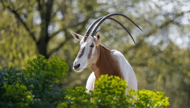 Safari dans le Souss-Massa avec déjeuner