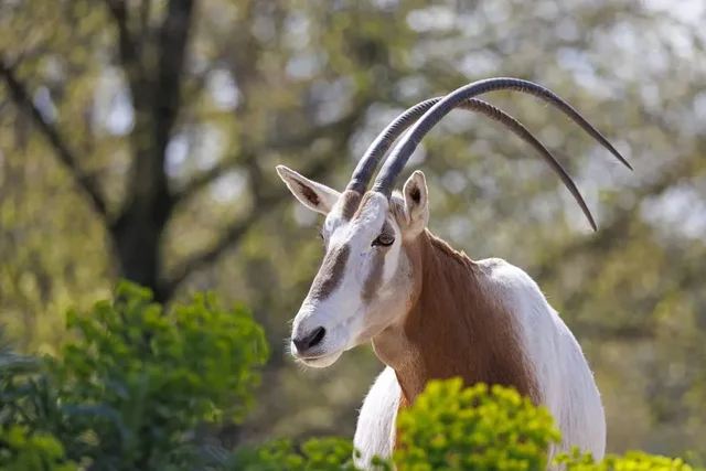 Parc national du Souss-Massa : faune et musée