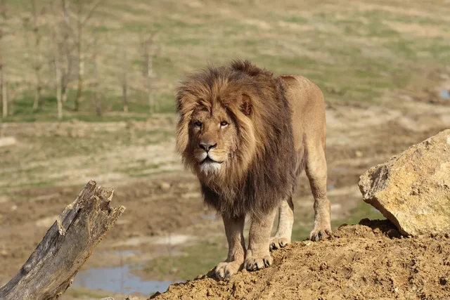 Parc des lions près d’Agadir : visite en véhicule
