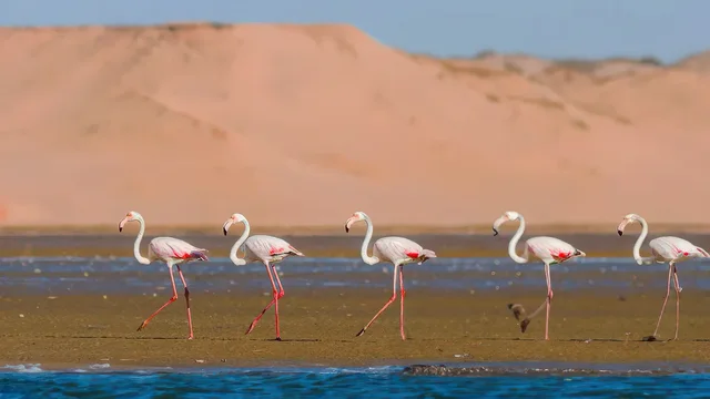 Jeep au sud d’Agadir : Tiznit, dunes et déjeuner tajine